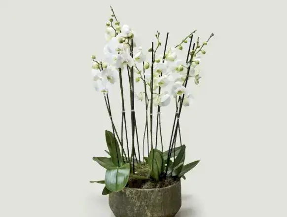 Leticia Patisserie dekorasyon ve atmosfer